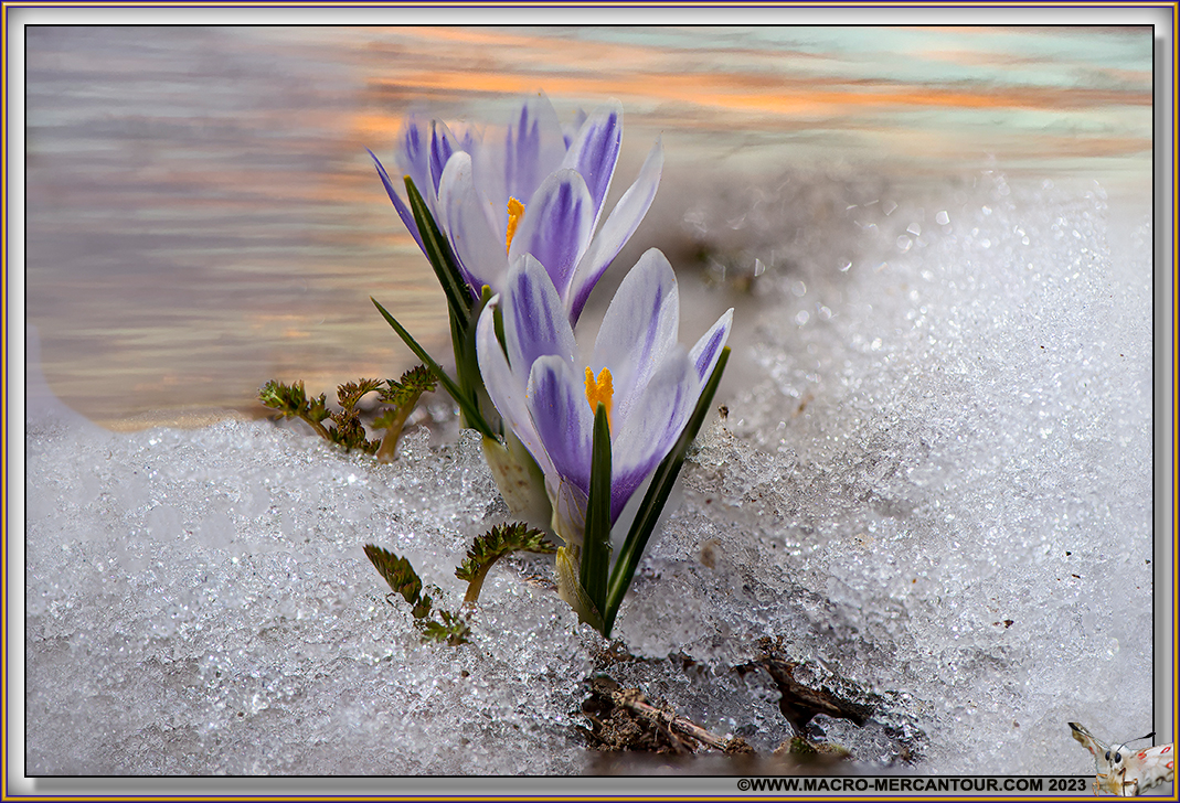 Crocus Versicolor